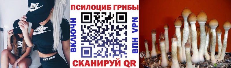 Галлюциногенные грибы Psilocybine cubensis  Большой Камень 